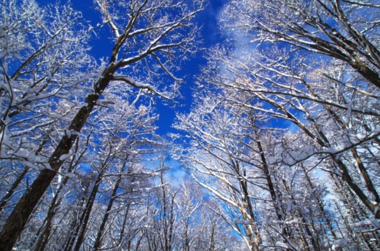 青空と雪、木々