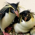 イワトビペンギン