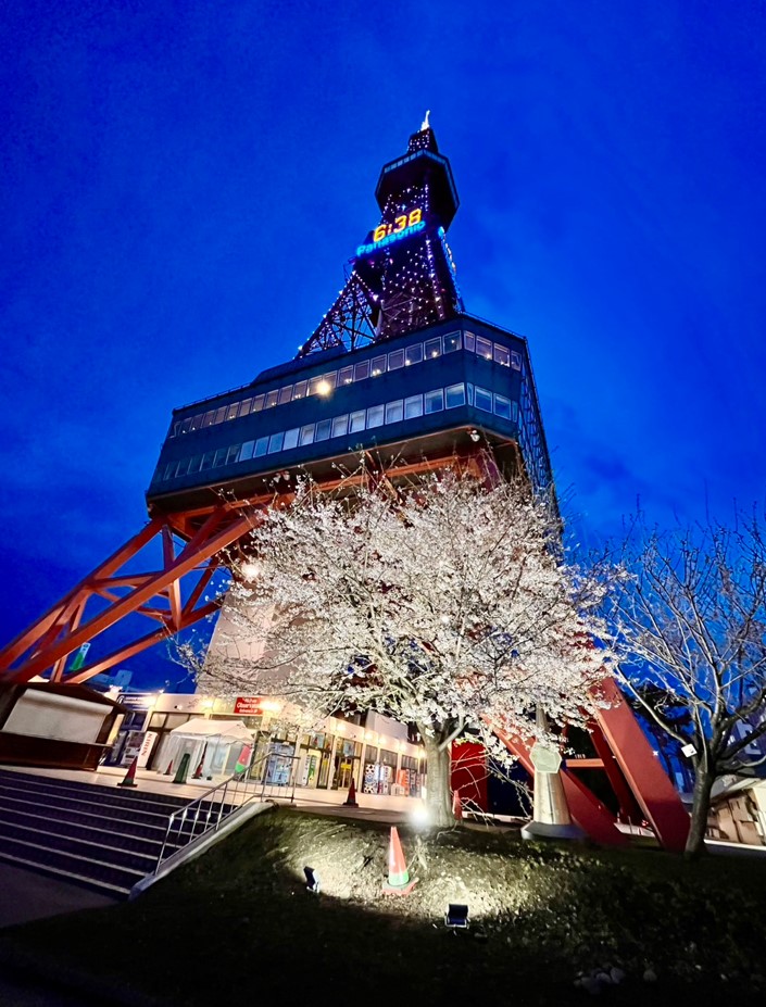 テレビ塔と桜