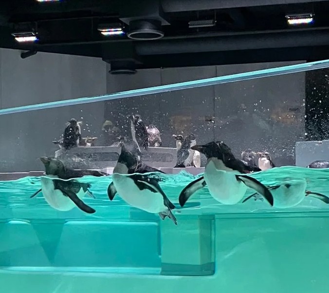 ペンギンちゃん
