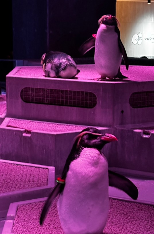 ペンギン